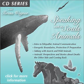 Speaking with the Souls of Animals CD Series