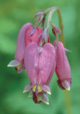 Bleeding Heart Flower Essence