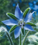 Borage