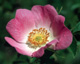 California Wild Rose