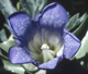Explorer's Gentian