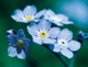 Forget Me Not