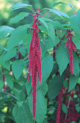 Love Lies Bleeding