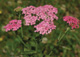Pink Yarrow