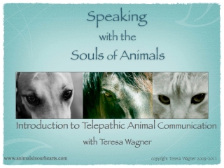 Keynote_Animal_Communication.001
