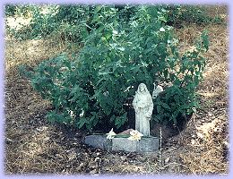 Pet Loss image St. Francis statue at grave
