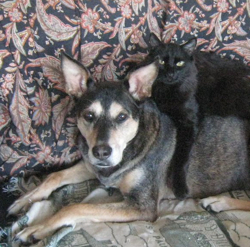 Animal Communication dog and cat 