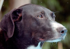 Animal Communication Image dog