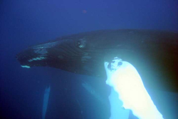 Whale-GlowingPec