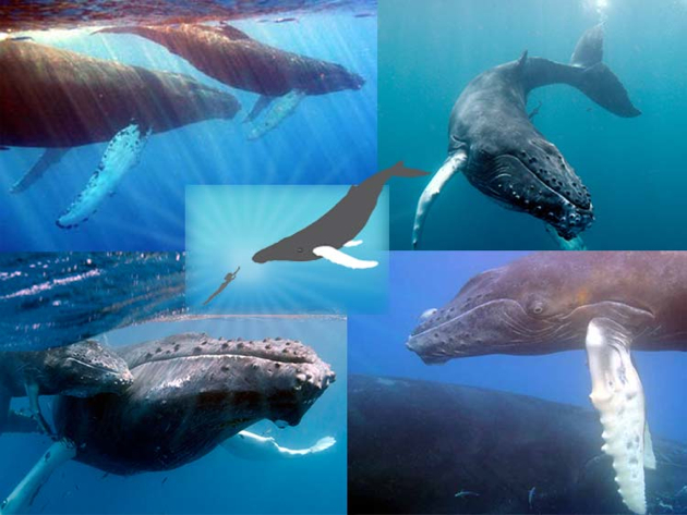 swim with humpback whales