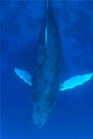 songs of the humpback whale
