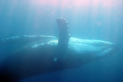 Whale-onback-copyright-Sierra-Goodman