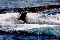 Whale Fluke-Kaz
